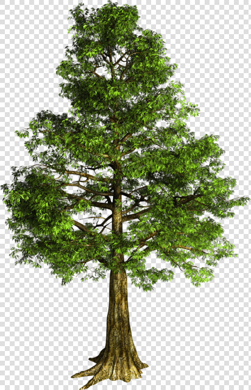 Arbre Détouré   Png Download   Transparent Bald Cypress Png  Png DownloadTransparent PNG