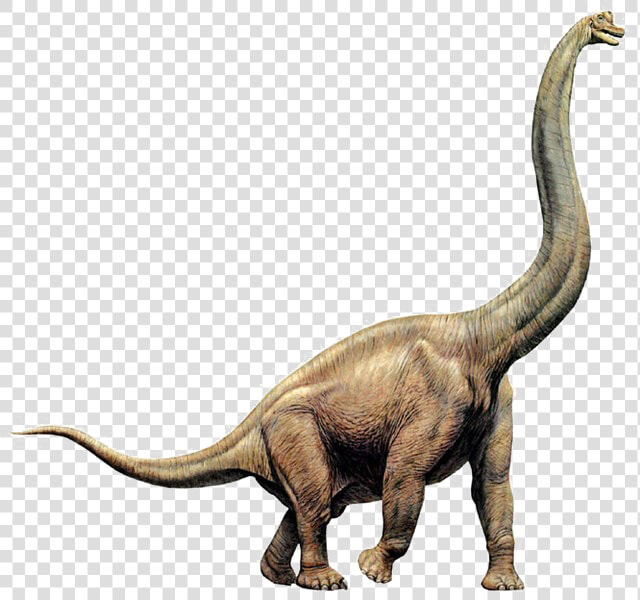 Sauropod Transparent Png   Brachiosaurus Png  Png DownloadTransparent PNG