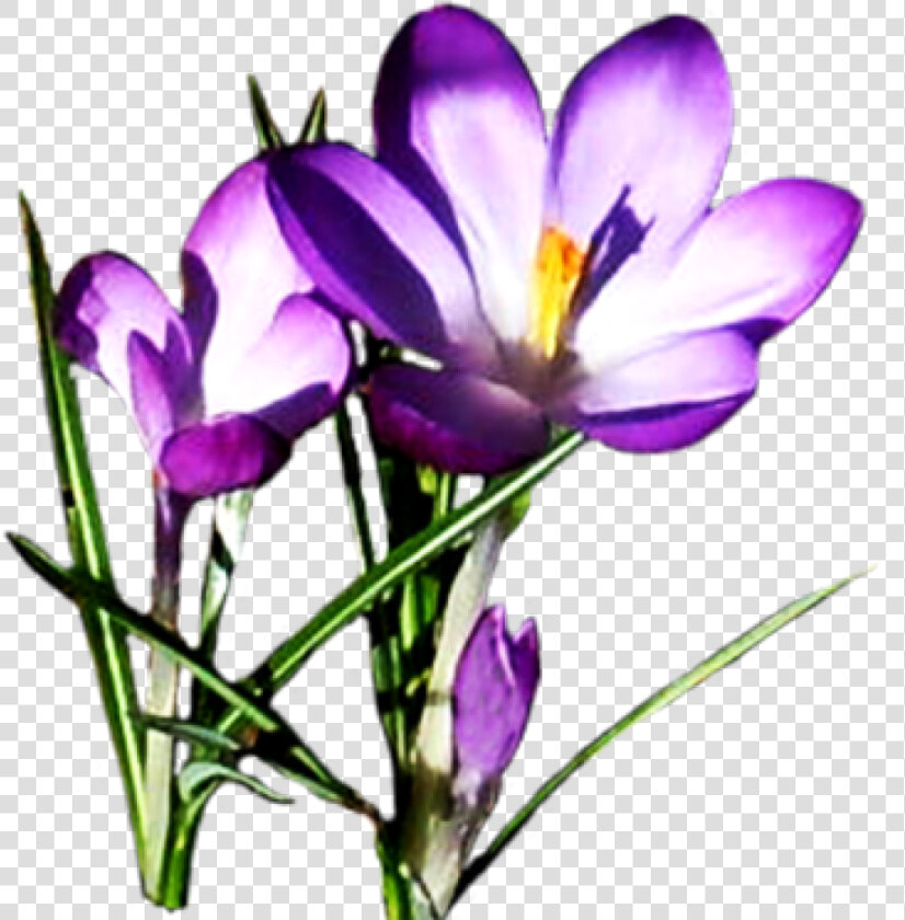 Free Clipart Spring Flowers Spring Clipart Spring Flower   Clip Art Spring Flowers  HD Png DownloadTransparent PNG