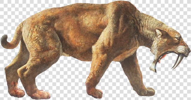 Saber Tooth Tiger Png  Transparent PngTransparent PNG