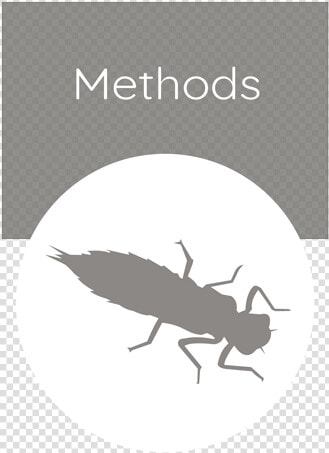 Methods   Weevil  HD Png DownloadTransparent PNG