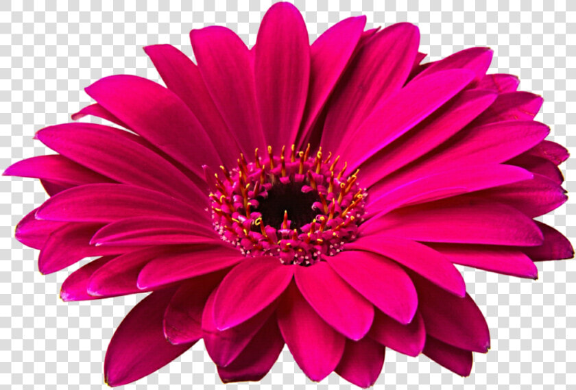 Pink Gerbera Clip Art   Flowers Png Image Hd  Transparent PngTransparent PNG