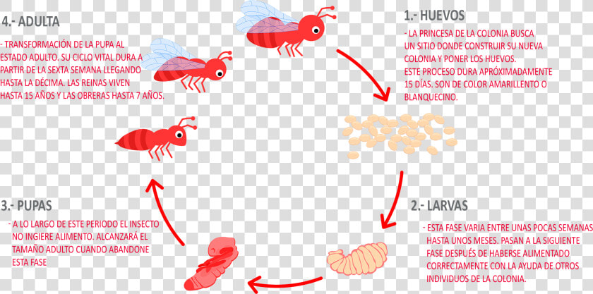 Ciclo De Vida De Los Seres Vivos  HD Png DownloadTransparent PNG