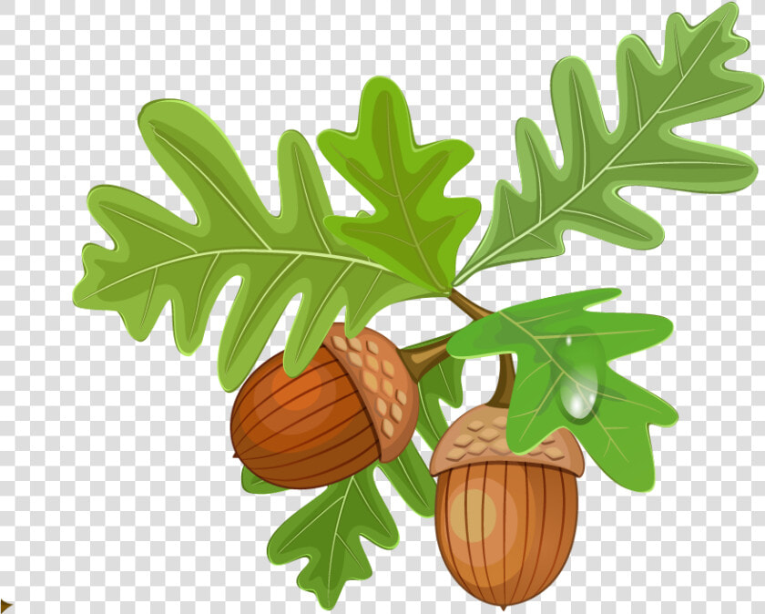 Oak Leaves Acorn Clipart  HD Png DownloadTransparent PNG