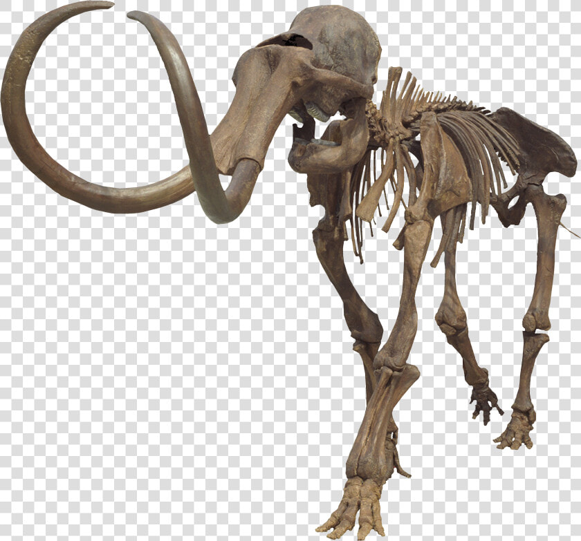 Columbian Mammoth Clean   Mammoth Skeleton No Background  HD Png DownloadTransparent PNG