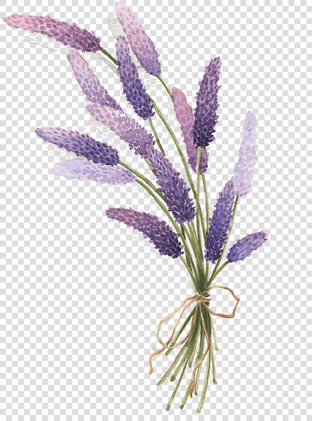 Lavender Drawing Botanical   Lavender Drawing Png  Transparent PngTransparent PNG