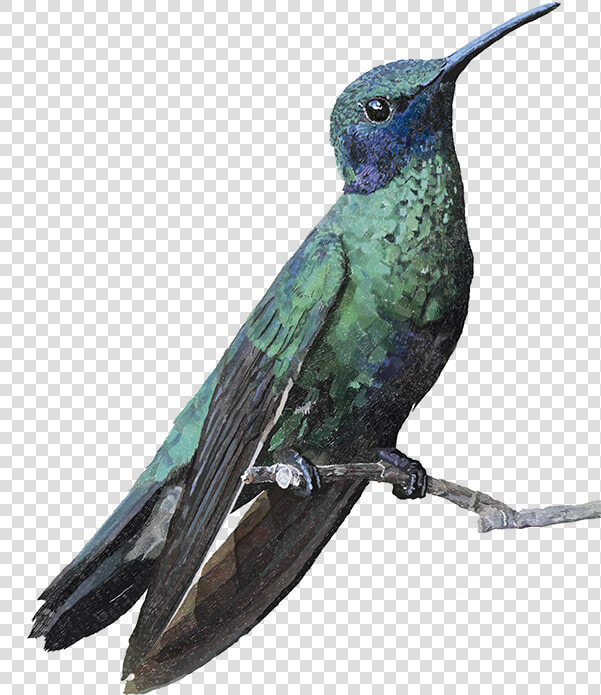 Colibri Coruscans Dibujo  HD Png DownloadTransparent PNG