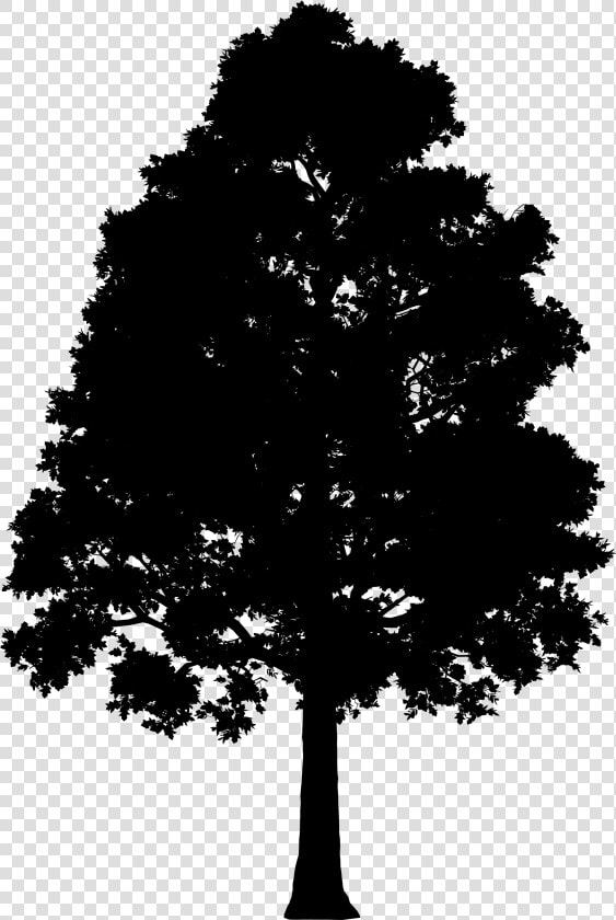 Fir Spruce Silhouette Leaf   Big Tree Silhouette Png  Transparent PngTransparent PNG