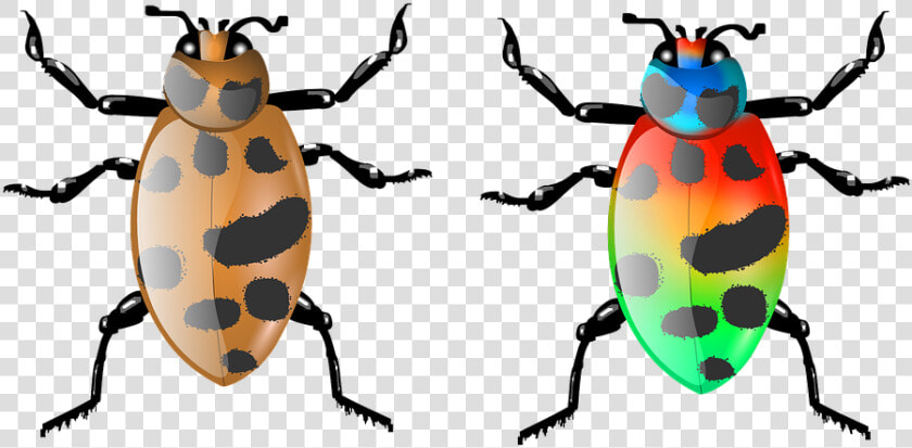 Beetle  Insect  Bug  Animal  Nature  Wildlife  Fly   Download  HD Png DownloadTransparent PNG