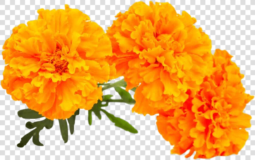 Lutein Marigold  HD Png DownloadTransparent PNG