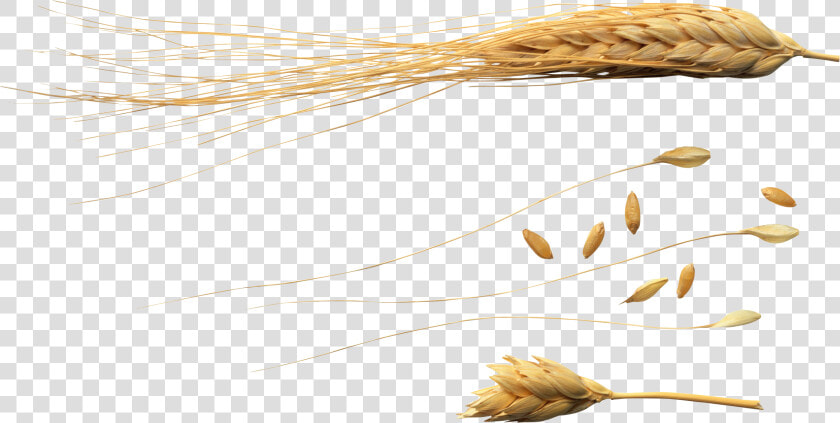 Wheat Png Images Download   Flying Wheat Png  Transparent PngTransparent PNG