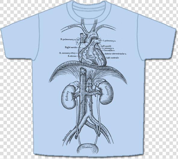 Skeletees Skeletees Anatomical T Shirts Designed And   Circulatory System T Shirt  HD Png DownloadTransparent PNG