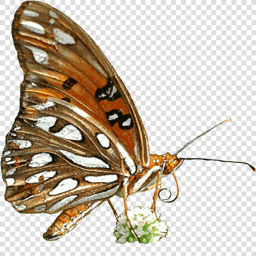 Free Butterfly Animated Clipart   Transparent Background Animated Butterfly Gif Transparent  HD Png DownloadTransparent PNG