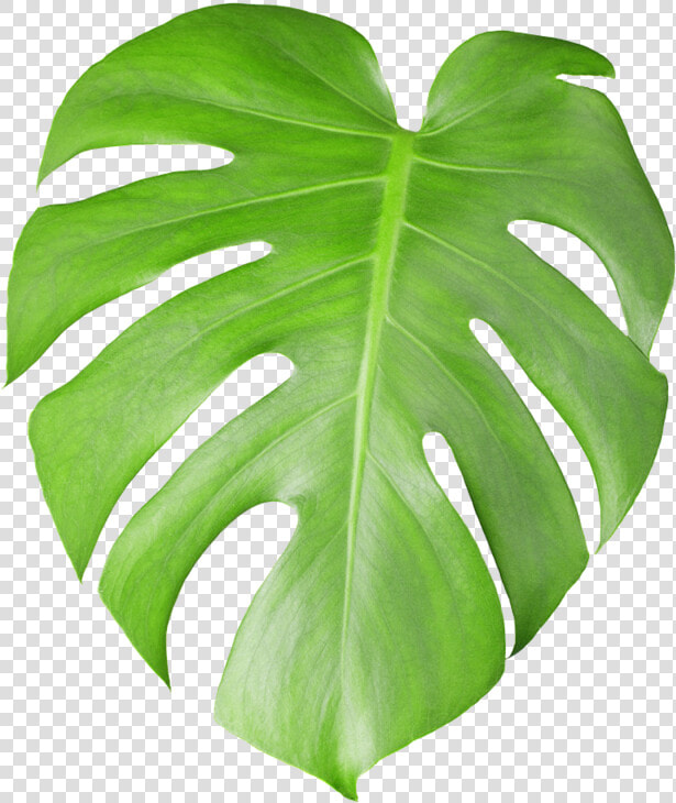 Download Cheese Leaf Photography   Plante Grandes Feuilles Vertes  HD Png DownloadTransparent PNG