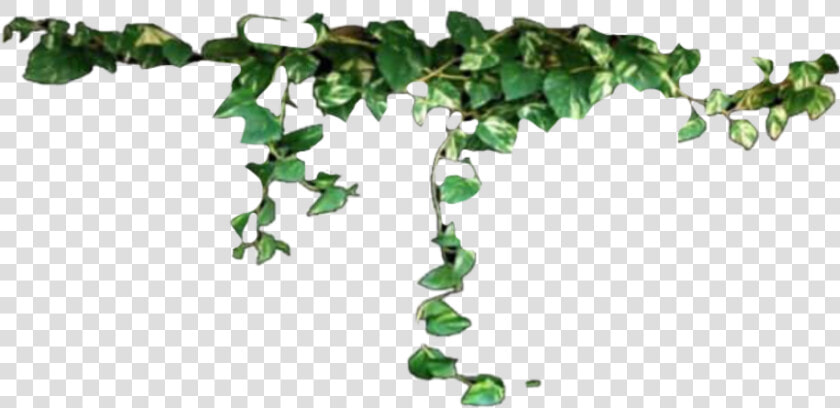  png  plantas  plants  flores  flowers  freetoedit   Hanging Vines Transparent Background  Png DownloadTransparent PNG