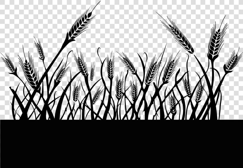 Triticale   Png Download   Triticale  Transparent PngTransparent PNG