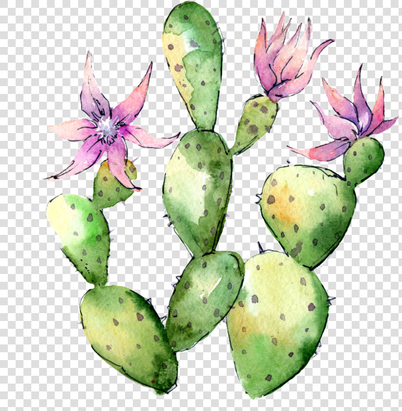 Hand Painted Flowering Cactus Png Transparent   Flower Cactus Png  Png DownloadTransparent PNG