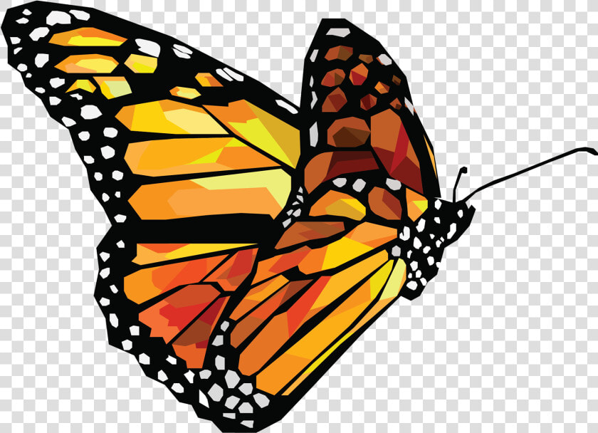 Transparent Butterfly Vector Png   Butterfly Vector Png  Png DownloadTransparent PNG