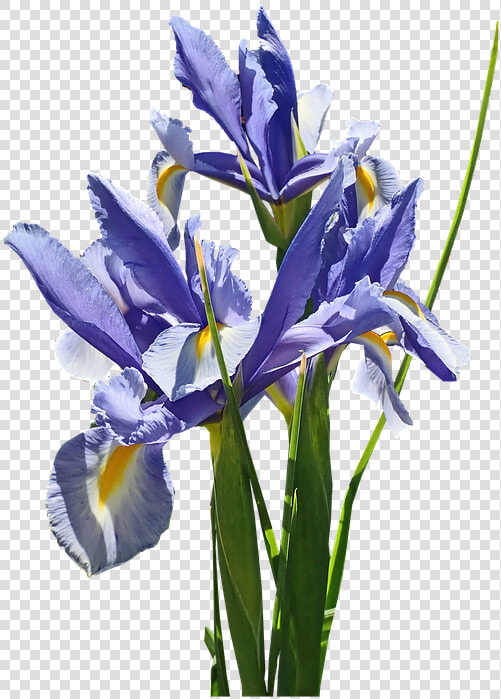 Flowers  Blue  Iris  Dutch  Stems  Bulb  Plant  Cut   Algerian Iris  HD Png DownloadTransparent PNG