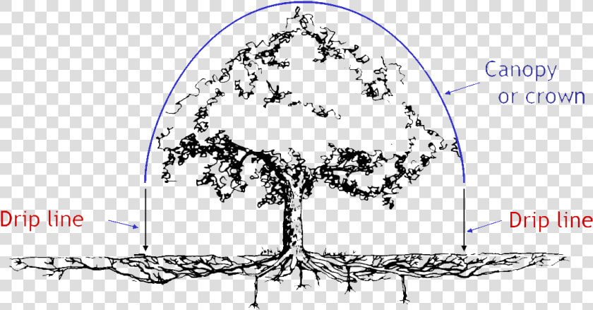 Oak Tree Root System  HD Png DownloadTransparent PNG