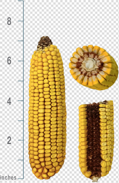 Corn Kernels  HD Png DownloadTransparent PNG