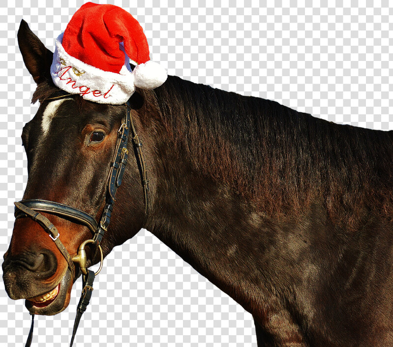 Horse  Laugh  Grin  Christmas  Santa Hat  Funny  Cute   Funny Christmas Horse  HD Png DownloadTransparent PNG