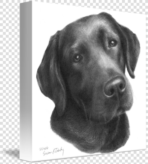 Clip Art Black And White Labrador   Dibujos A Lapiz De Perros Labradores  HD Png DownloadTransparent PNG