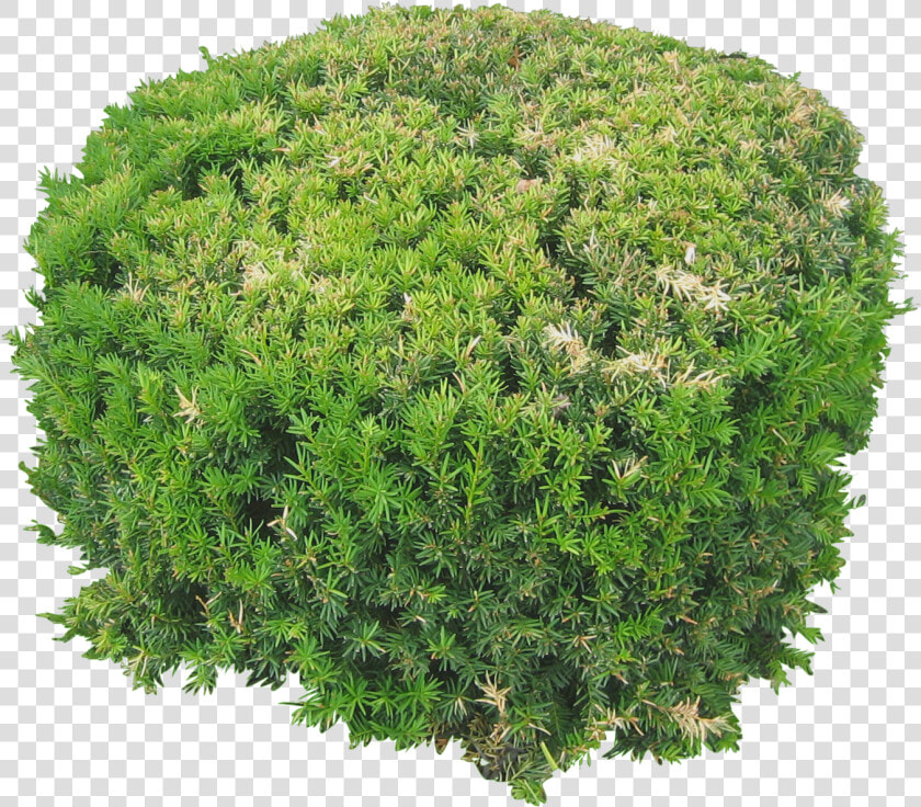 Plants Flowers Png Image Top View   Png Trees And Plants Free Download  Transparent PngTransparent PNG