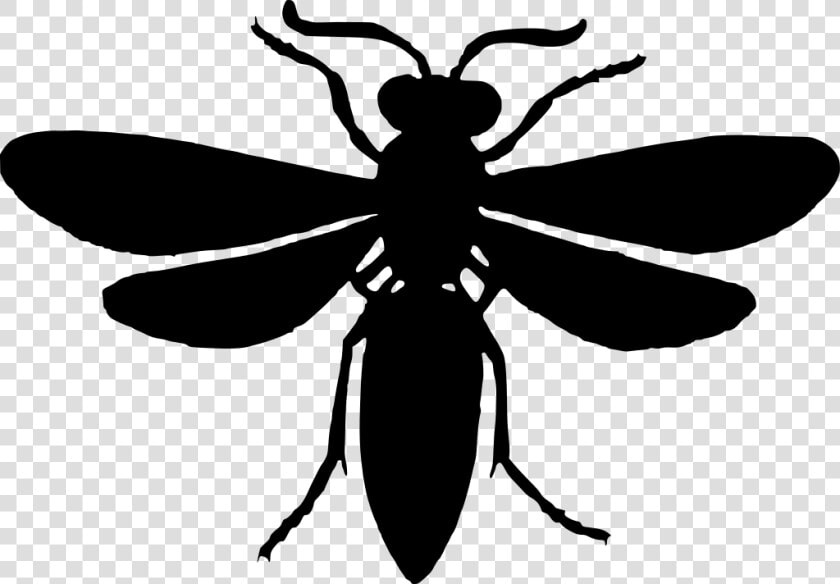 Net winged Insects  HD Png DownloadTransparent PNG