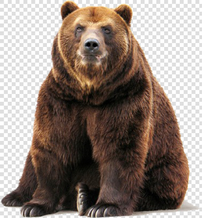 Bear Png Image   Grizzly Bear Transparent Background  Png DownloadTransparent PNG