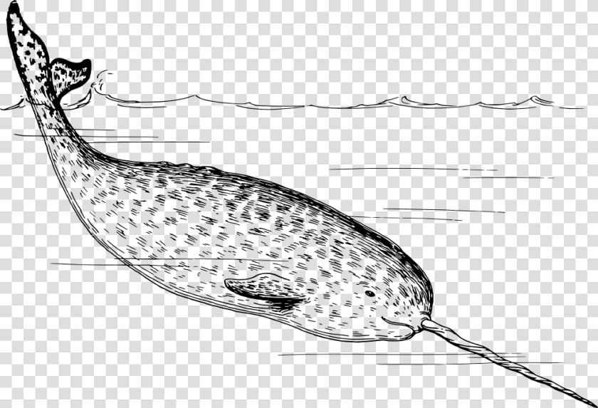 Narwhal   Narwhals Black And White  HD Png DownloadTransparent PNG