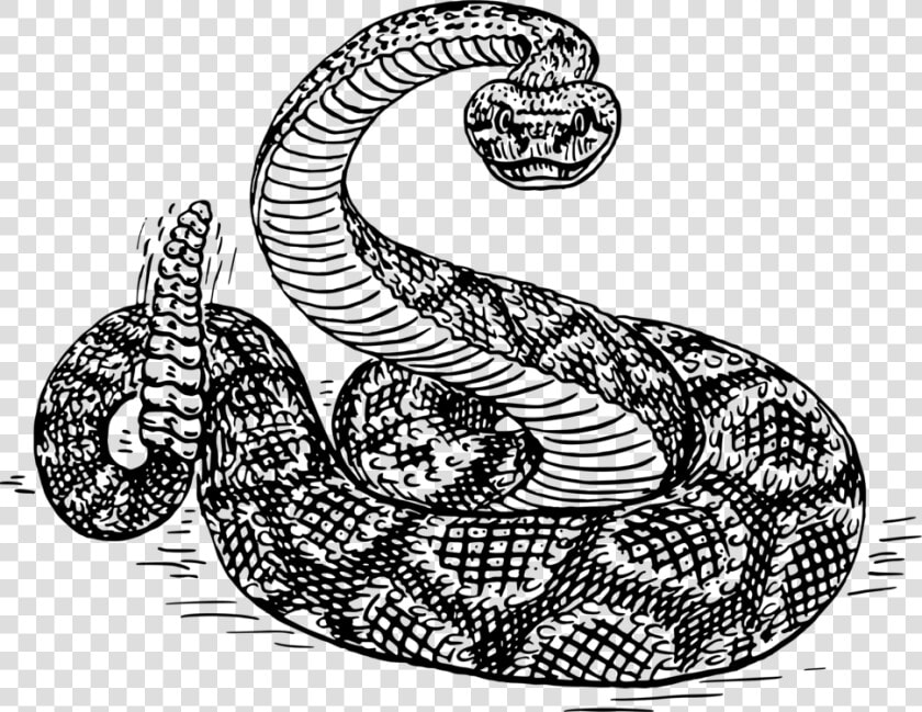 Visual Arts reptile serpent   Rattlesnake Black And White  HD Png DownloadTransparent PNG