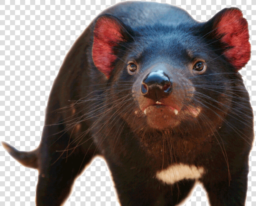 Tasmanian Devil  HD Png DownloadTransparent PNG