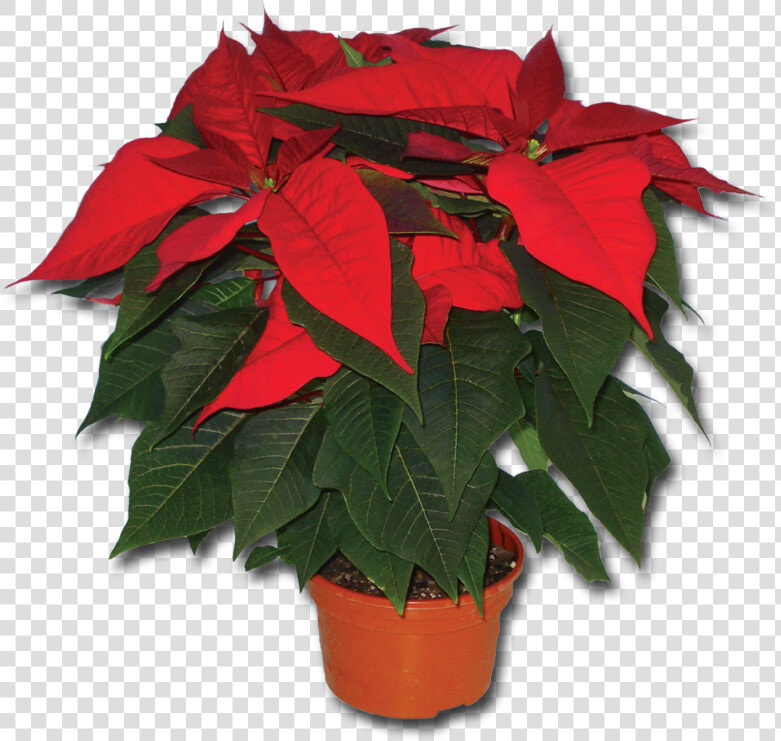 Poinsetta Pa317   Flowerpot  HD Png DownloadTransparent PNG