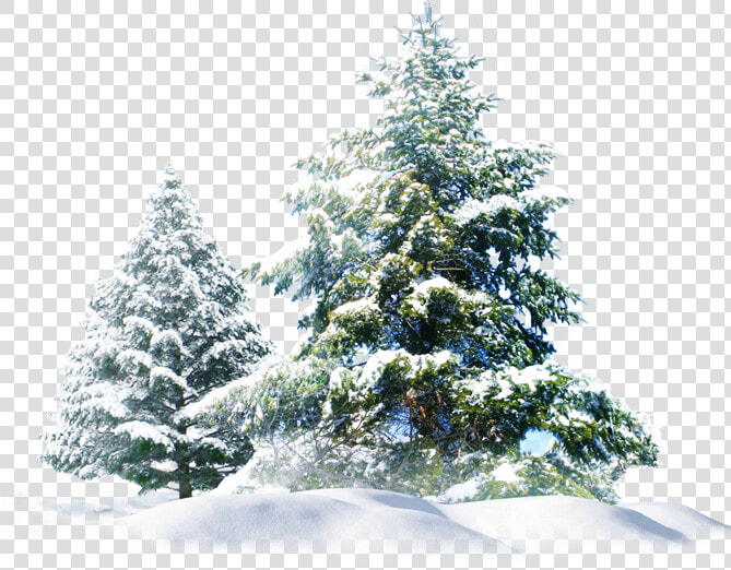 Snow Pine Tree Png   Pine Tree Snow Png  Transparent PngTransparent PNG