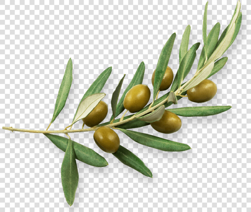 Olive family   Rama De Olivo Png  Transparent PngTransparent PNG