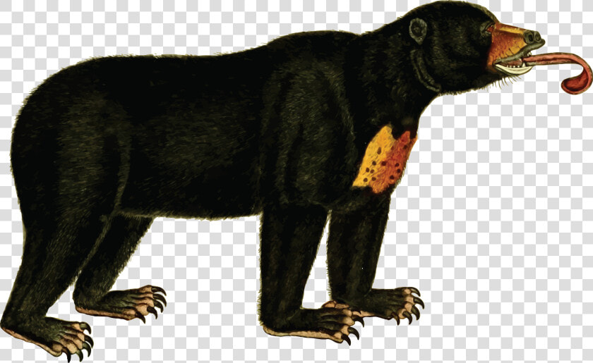 Wildlife big Cats carnivoran   Sun Bear Clip Art  HD Png DownloadTransparent PNG