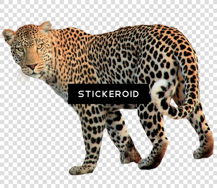 Vertebrate terrestrial Cats head african Leopard carnivore animal   Leopardo Png  Transparent PngTransparent PNG