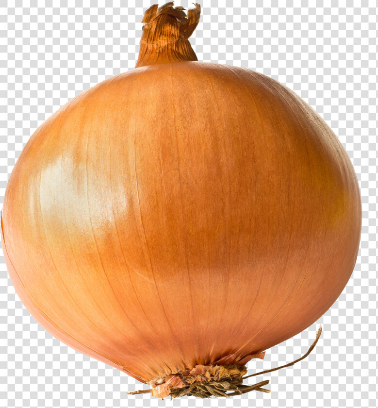 Onion Links   Onion One  HD Png DownloadTransparent PNG