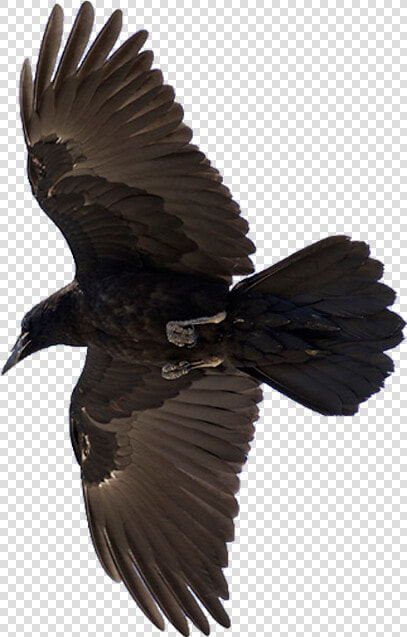 American Crow Common Raven Bird Flight   Raven Bird  HD Png DownloadTransparent PNG