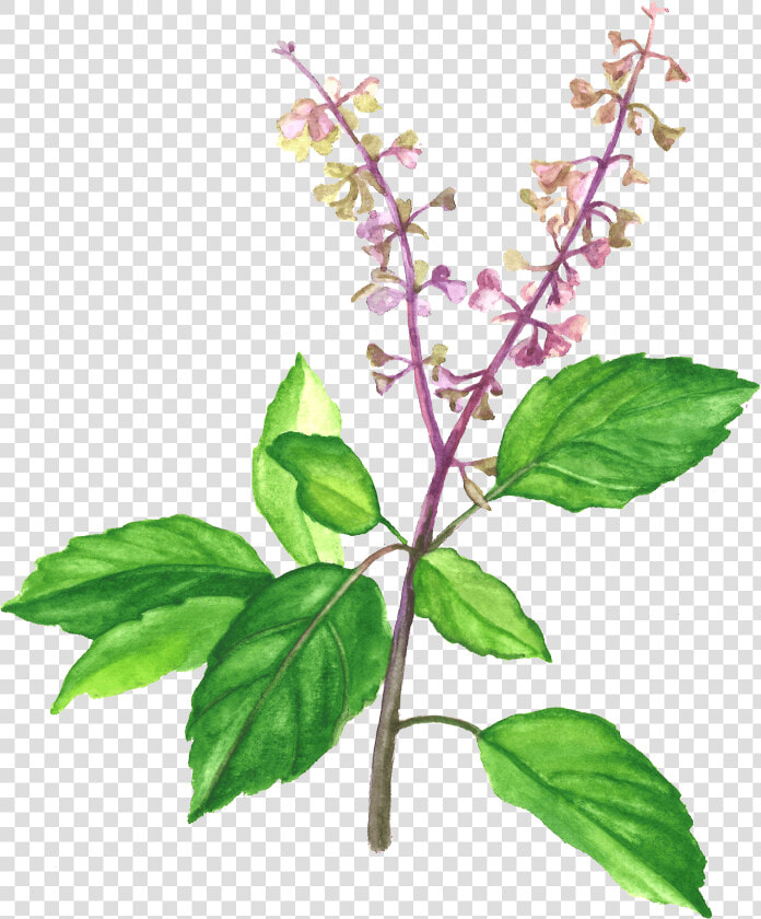 Holy Basil   Holy Basil In Drawing  HD Png DownloadTransparent PNG