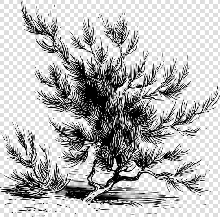 Fir pine Family plant   Sahara Drawing  HD Png DownloadTransparent PNG