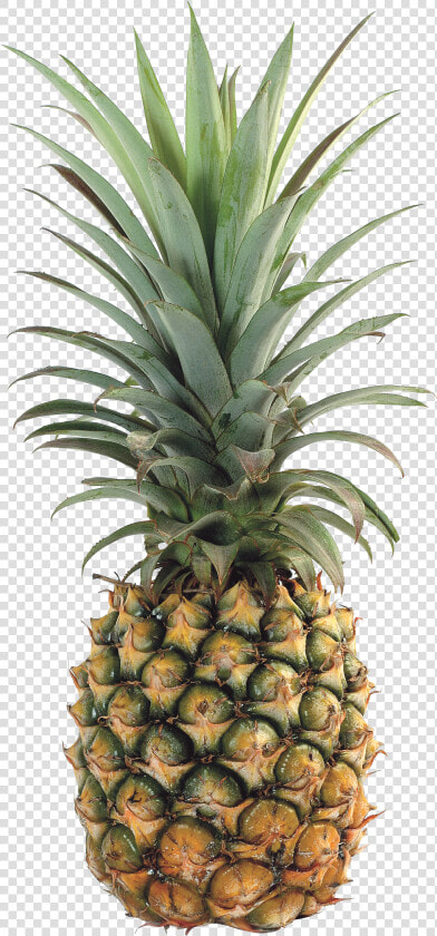 Ananas Image Png Download  Transparent PngTransparent PNG