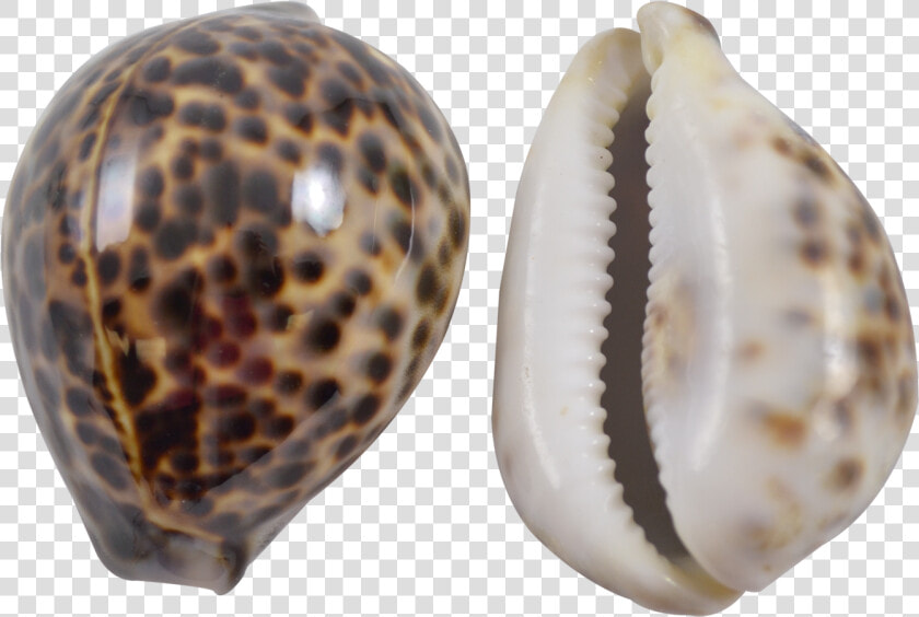 Tiger Cowrie 3 4   Tiger Cowrie Shell Meaning  HD Png DownloadTransparent PNG