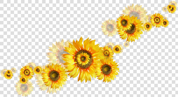 Girasoles Png  Transparent PngTransparent PNG