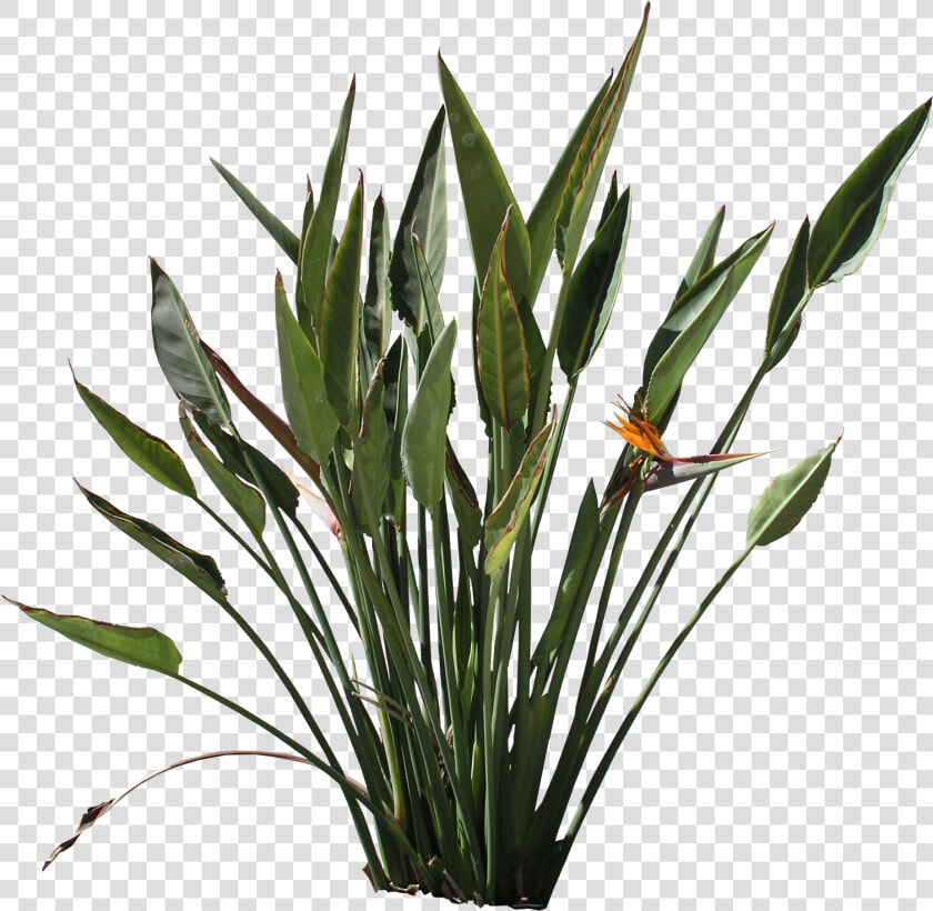 High Quality Strelitzia Reginae Png Flora Png Textures   Furcraea Png  Transparent PngTransparent PNG