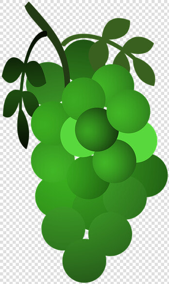 Grape seedless Fruit green grapevine Plant sultana grape   Kreslené Hrozny Png  Transparent PngTransparent PNG