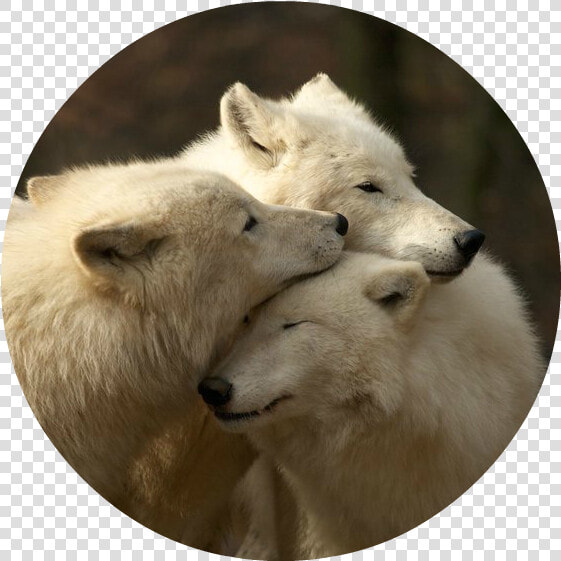 White Wolves   Png Download   Being A Family Means You Will Love  Transparent PngTransparent PNG