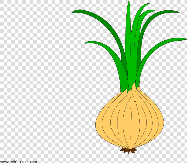 Transparent Leek Png   Onion With Root Clipart  Png DownloadTransparent PNG