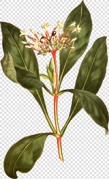 Plant flower leaf   Serpentina Plant Clipart  HD Png DownloadTransparent PNG